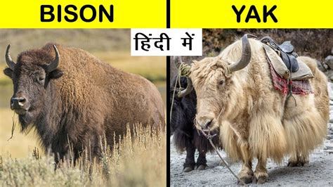 yak and bison